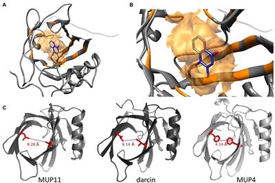 Regulation of Sexually Dimorphic Expression of Major Urinary Proteins